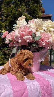 Maltipoo holčičky 🍒 - 2