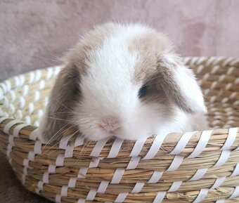 Mini lop miminko kluk - 2
