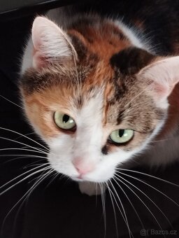 Daruji kočičku jménem Micinka - 2