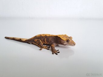 pagekon řasnatý samec)) - 2