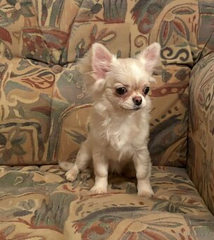 Čivava dlouhosrstá s PP- fenka - 2