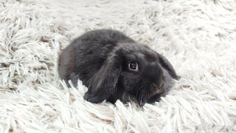 Zakrslý beránek, králíček, králík-BRUNO - 2