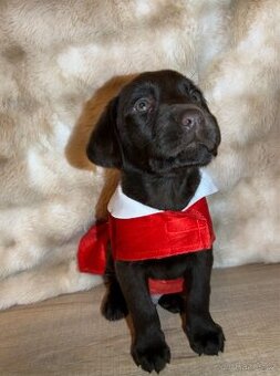 Labrador Hnědý - 2