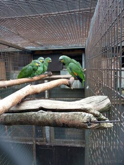 Amazoňan oranžovokřídlý - 2