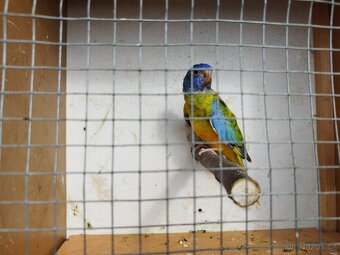 Neofema modrohlava - 2