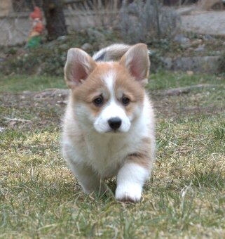 Welsch corgi pembroke s PP - 2