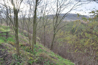 Zahrada, rokle, pozemek k rekeraci,10.731m2, Bechlín u RCE - 2