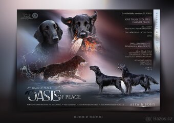 Přijímáme rezervace na štěňátka Flat coated retriever s PP - 2