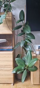 Pokojové rostliny - fíkus, monstera - 2