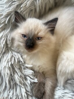 Luxusní ragdoll kocourek k odběru - 2
