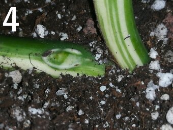 Monstera Deliciosa Albo variegata - obří list - 2