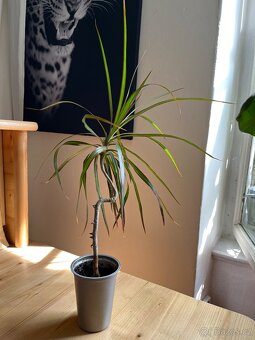 Dracena Marginata - 50 cm - 2