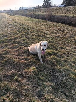 Labrador - 2