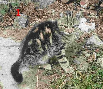 Kotě 4 měsíční, kočička - 2