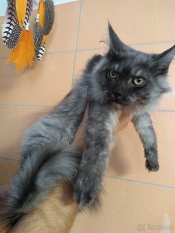 Mainská mývalí - 2