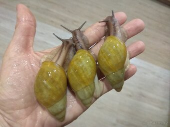 Africký šnek Archachatina Porphyrostoma - 2
