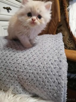 Perská koťátka - 2