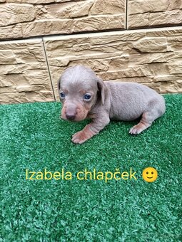 Jezevčík trpaslici - 2