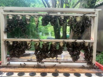 Oddělky včelí - rezervace 2026 - 2