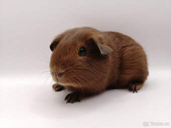 Morče, morčátka - 2