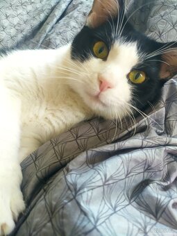 Kocourek hledá domov - 2