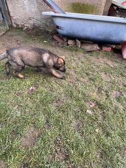 Německý ovčák - 2