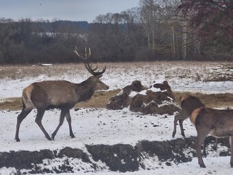 Hospodářská zvířata - 2