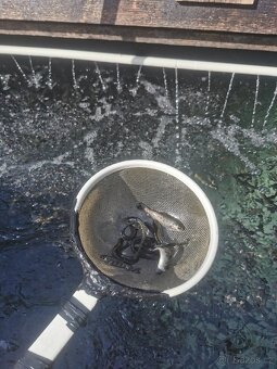 Pstruh duhový nasada - 2