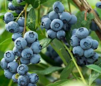 Kanadské borůvky - 14 ODRUD - 2