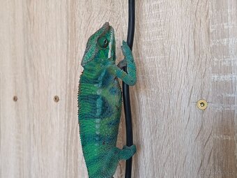 Chameleon Pardálí - 2