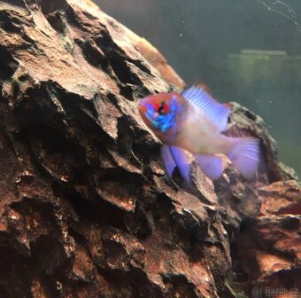 Cichlidka Ramirezova var. Electric blue neon - 2