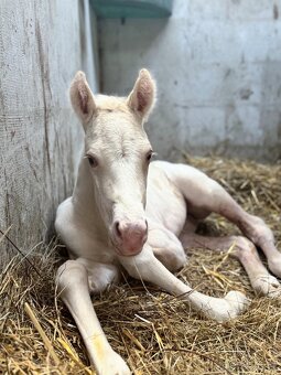 Cremello klisnička s odznaky s reining/cutting původem - 2