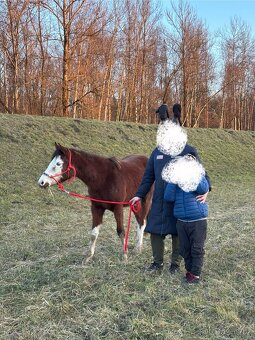 Atraktivní klisna APH 🦄 - 2