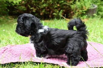 Lhasa Apso - 2