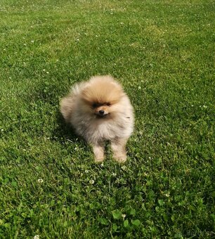 Pomeranian s PP - 2