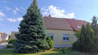 Daruji dřevo za pokácení. - 2