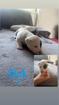 Štěňátka Amstaff X Staff - 2