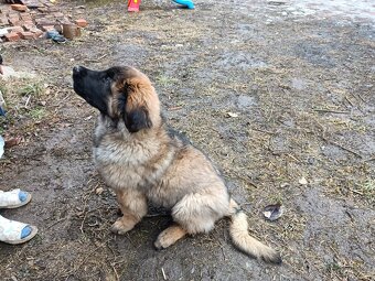 Leonberger 9mesicni stene - 2