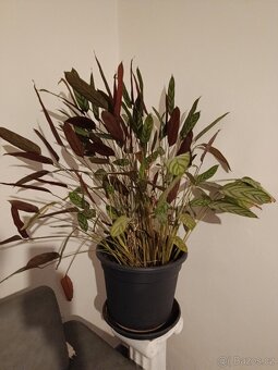 Rostliny - Ctenanthe a Datlová palma - 2