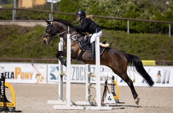 Sportovní pony klisna – kat. B - 2