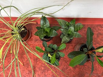 Zelené nenáročné pokojovky - 2