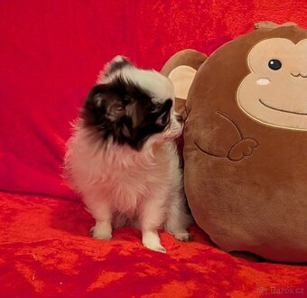 Čivava dlouhosrstá s PP- fenka - 2