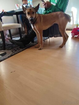 Belgický ovčák - 2