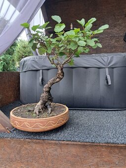 Bonsaj bonsai Olše - 2