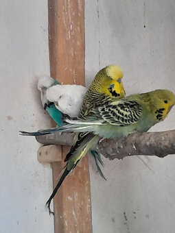 Prodál andulky po výstavních rodičích . - 2