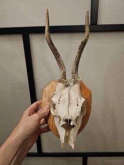 Srnčí trofej na podstavci - 2