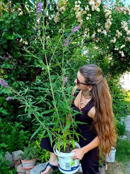 Motýlí keř, komule Davidova - 2