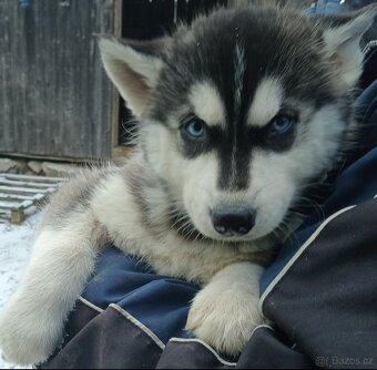 Sibiřský husky - 2