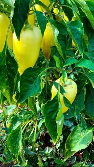 Poptávka Přísady paprik - 2