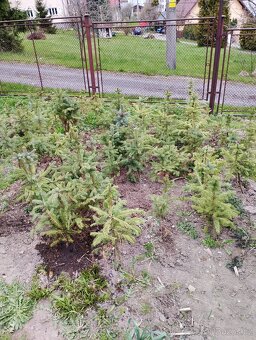 Sazenice Stříbrných smrku - 2